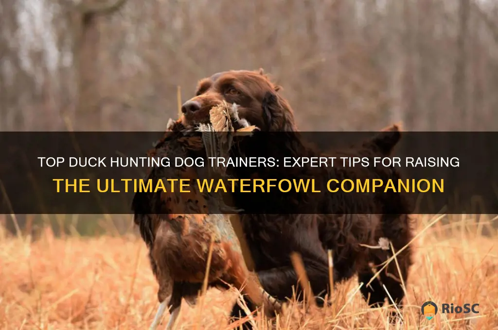 best duck hunting dog trainers