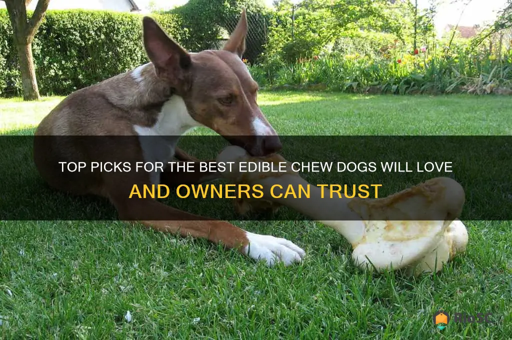 best edible chew dog