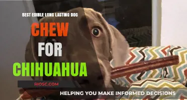 Long-Lasting and Safe: The Best Edible Dog Chews for Chihuahuas