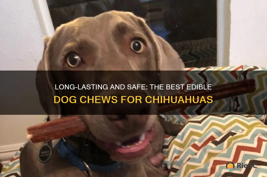 best edible long lasting dog chew for chihuahua