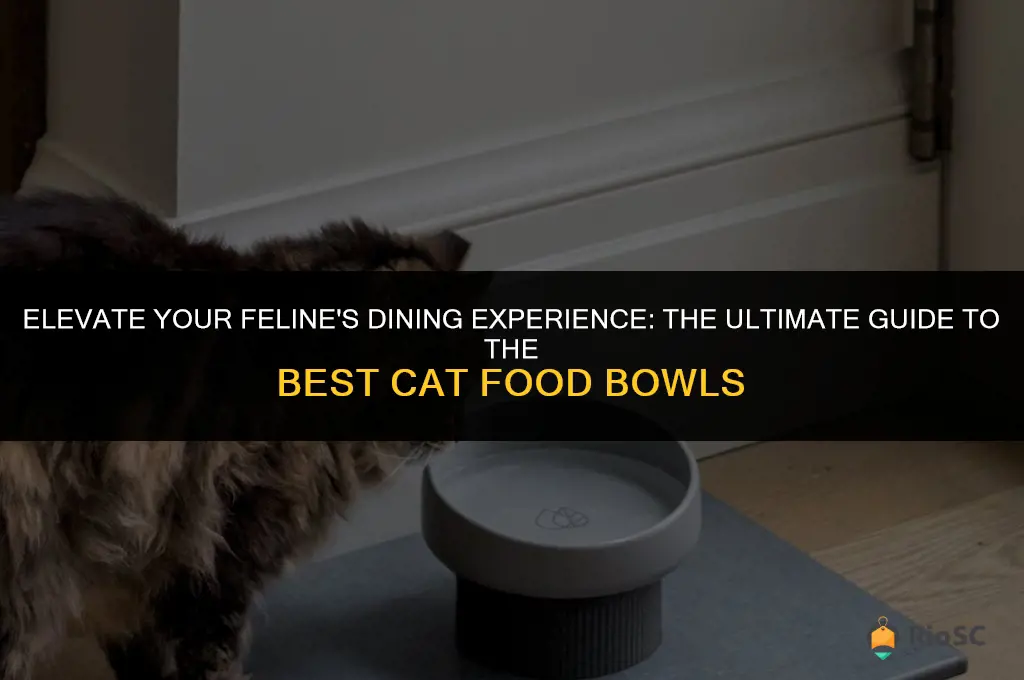 best elevated cat food bowls