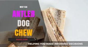 Why Elk Antler Dog Chews Are the Ultimate Natural Treat for Your Pet