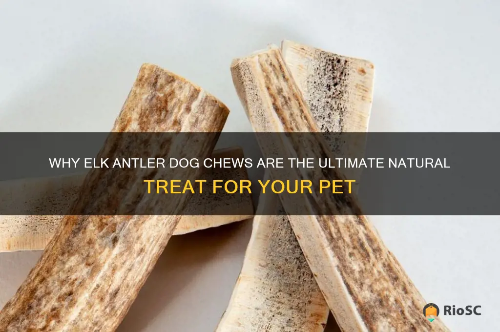 best elk antler dog chew