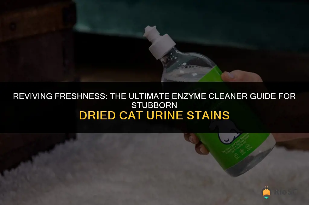 best enzyme cleaner for dried cat urine