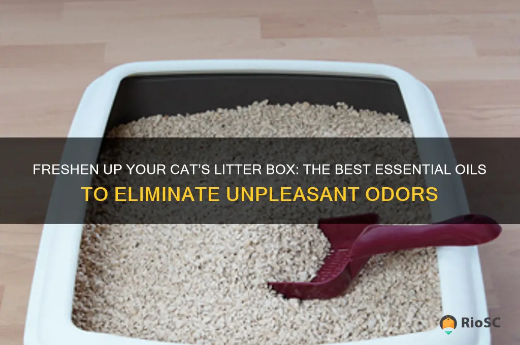 best essential oil for cat litter smell