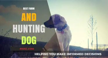 Top Farm and Hunting Dog Breeds: Loyal Companions for Work and Adventure