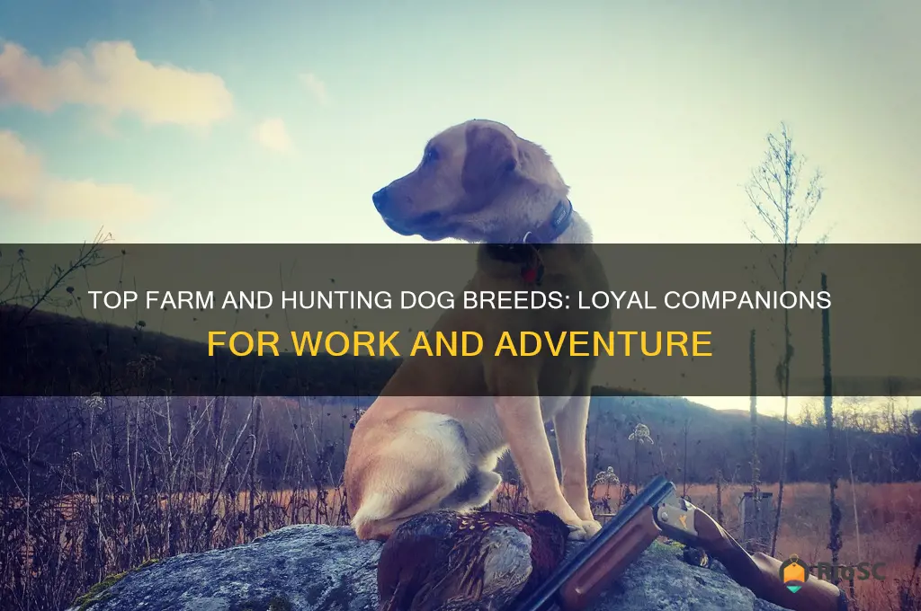 best farm and hunting dog