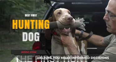 Choosing Your Perfect Companion: The Best First Hunting Dog for Beginners