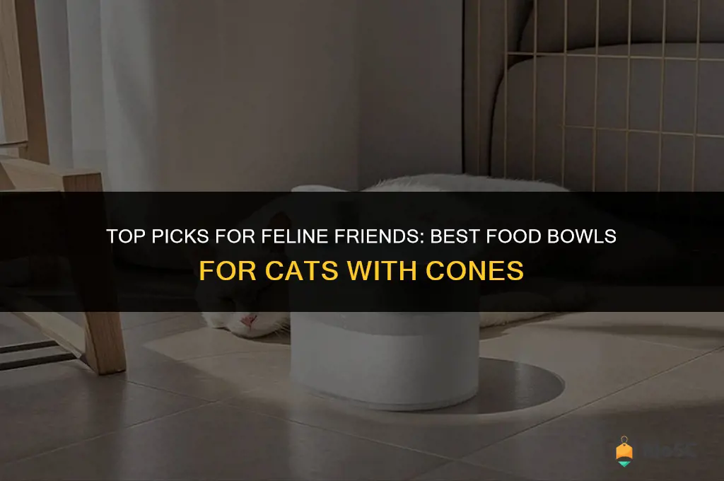 best food bowl for cat with cone