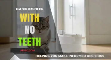 Gentle Eats: Top Food Bowls for Toothless Dogs to Enjoy Mealtime Comfortably