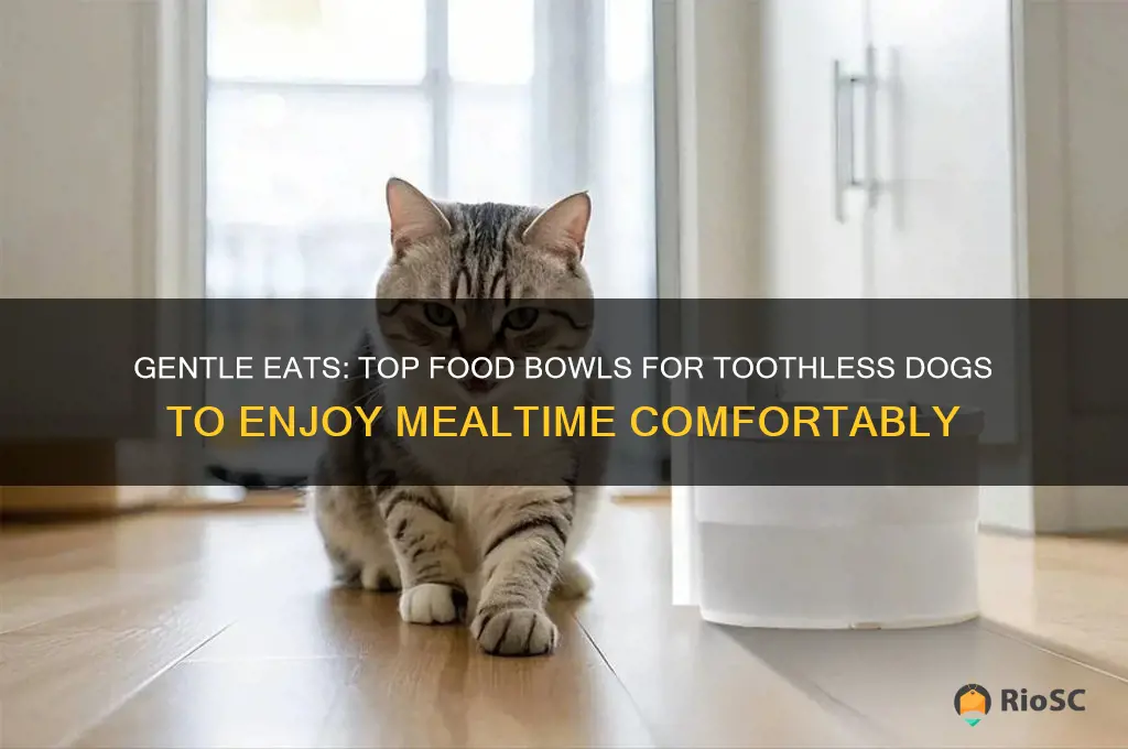 best food bowl for dog with no teeth