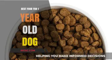 Nutritious Delights for Your One-Year-Old Furry Friend: A Guide to the Best Dog Food