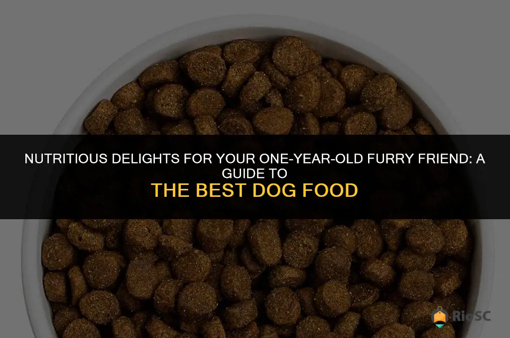 best food for 1 year old dog