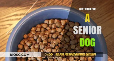 Nutritious and Delicious: Top Food Choices to Keep Your Senior Dog Healthy and Happy