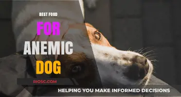 Nutritious Diet Solutions: Best Foods to Combat Anemia in Dogs