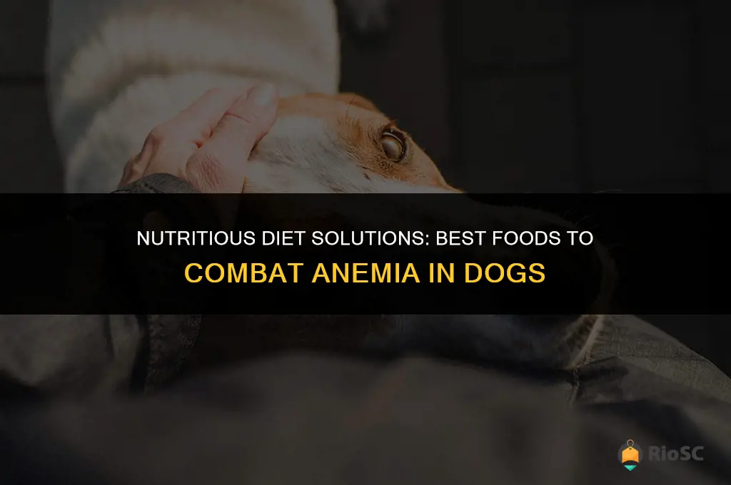 best food for anemic dog