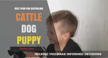 Nutritious and Delicious: The Ultimate Guide to Feeding Your Australian Cattle Dog Puppy