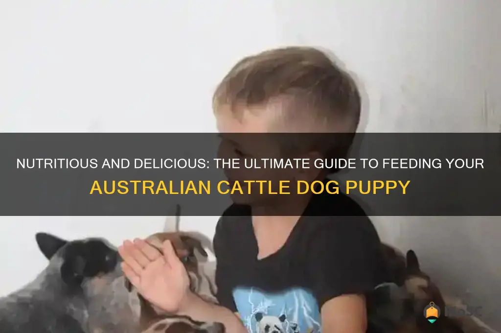best food for australian cattle dog puppy