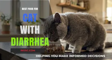 Soothing Solutions: The Ultimate Guide to the Best Foods for Cats with Diarrhea