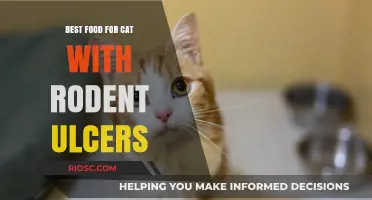 Healing Diets: Optimal Nutrition for Cats Suffering from Rodent Ulcers