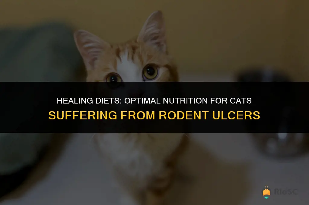best food for cat with rodent ulcers