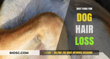 Nutrition Solutions for Canine Hair Loss: Top Foods to Promote Healthy Dog Coats