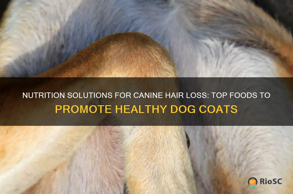 best food for dog hair loss
