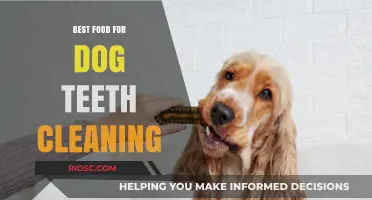 Chew on This: Top Dog Foods and Treats for Sparkling Clean Teeth and Fresh Breath
