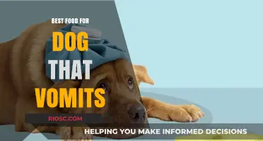 Gentle on the Stomach: Top Food Choices for Dogs Prone to Vomiting