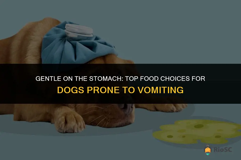 best food for dog that vomits