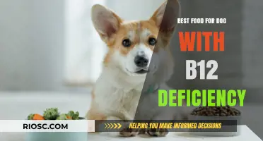 Nutritional Solutions: Top Foods to Combat B12 Deficiency in Dogs