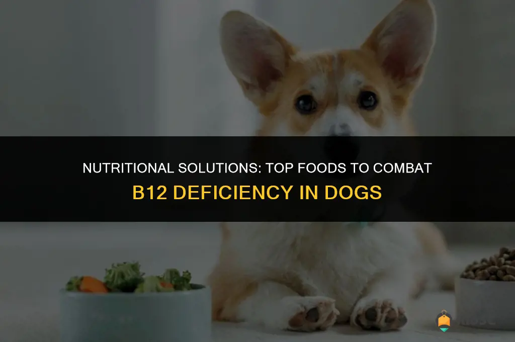 best food for dog with b12 deficiency
