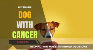 Nutritious and Healing: Top Food Choices to Support Your Dog's Fight Against Cancer