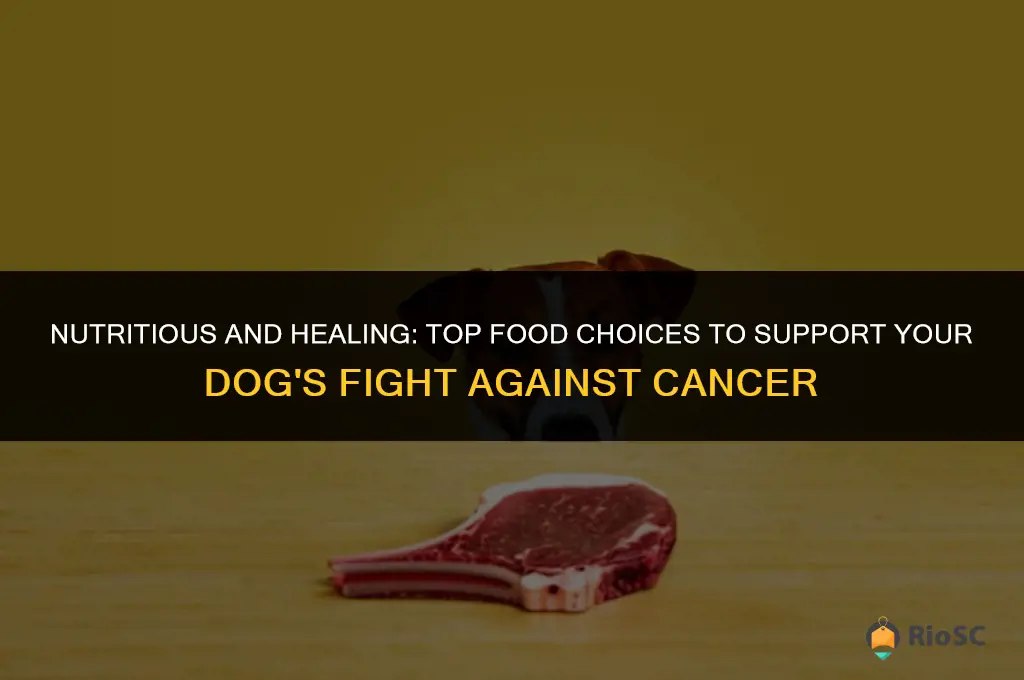best food for dog with cancer