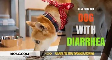 Soothing Diarrhea in Dogs: A Guide to the Best Foods for Relief
