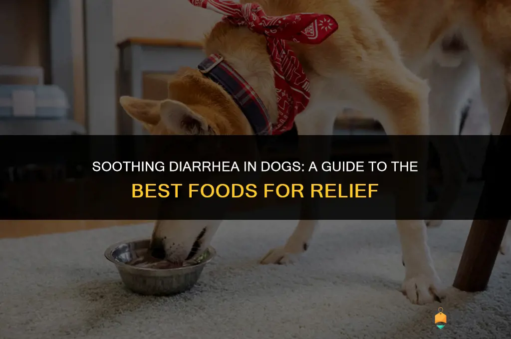 best food for dog with diarrhea