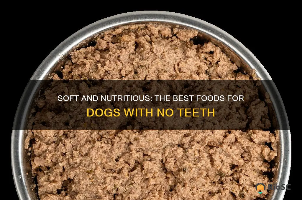 best food for dog with no teeth