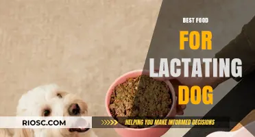 Nutritious Meals for Nursing Dogs: Top Food Choices to Support Lactation and Puppy Health
