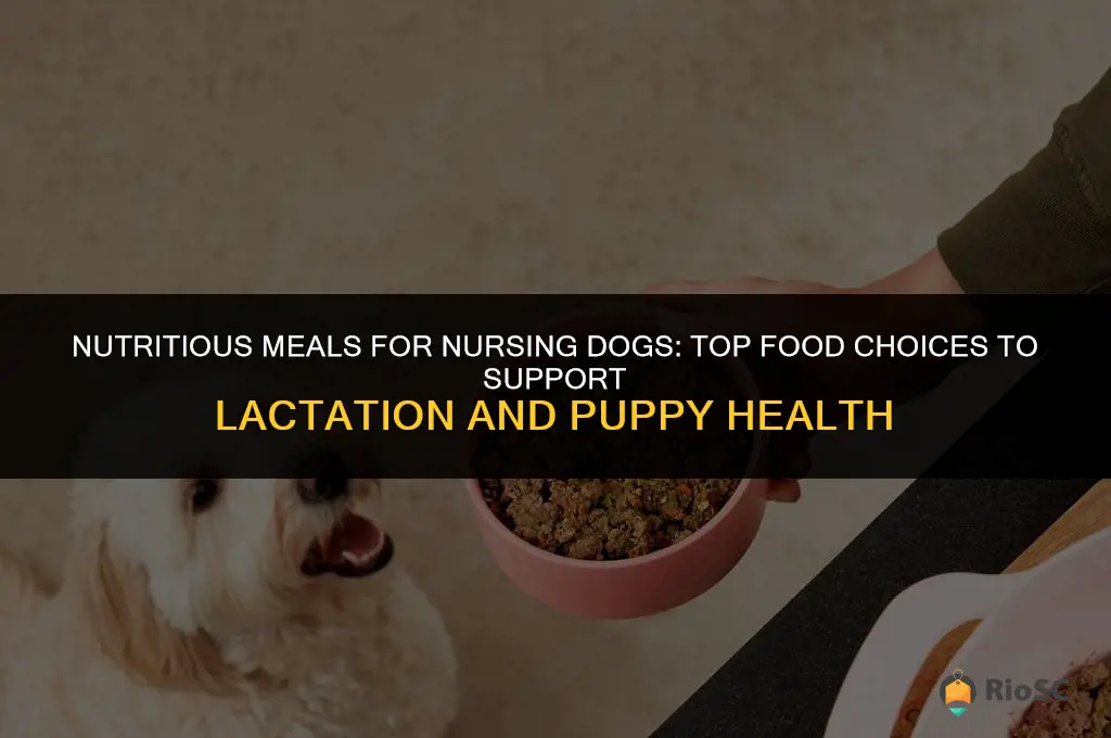 best food for lactating dog