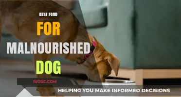 Nourishing Your Furry Friend: Top Foods to Revitalize a Malnourished Dog