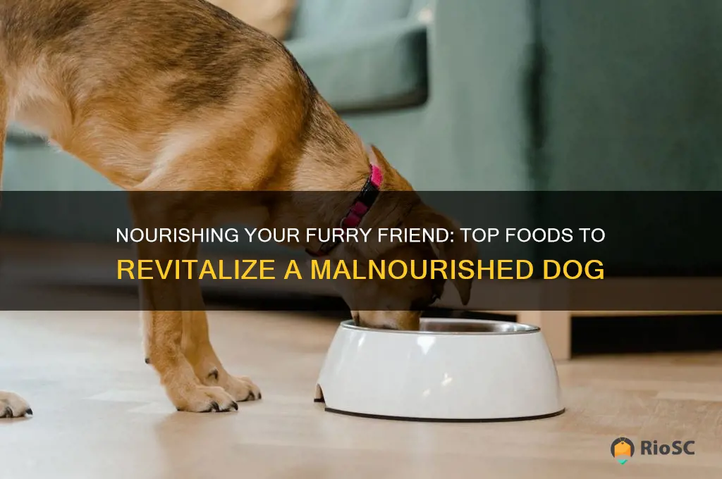 best food for malnourished dog
