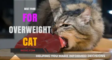 Slimming Down Your Feline Friend: The Ultimate Guide to Weight Loss Foods for Overweight Cats