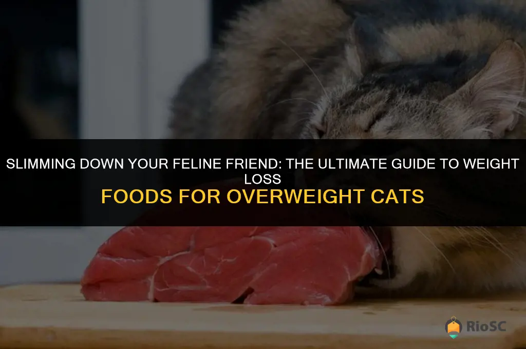 best food for overweight cat