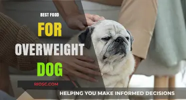 Nutritional Guide for Overweight Dogs: Finding the Perfect Diet for a Healthier Pet