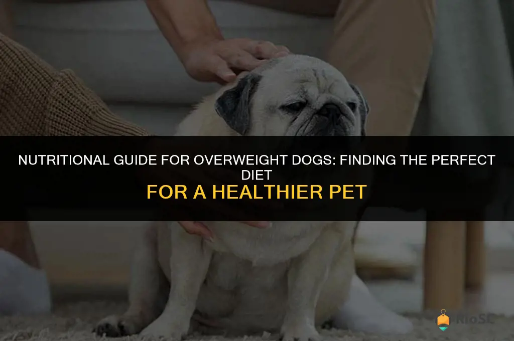 best food for overweight dog