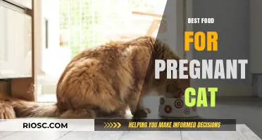 Nourishing Your Expecting Feline: A Guide to the Best Foods for Pregnant Cats