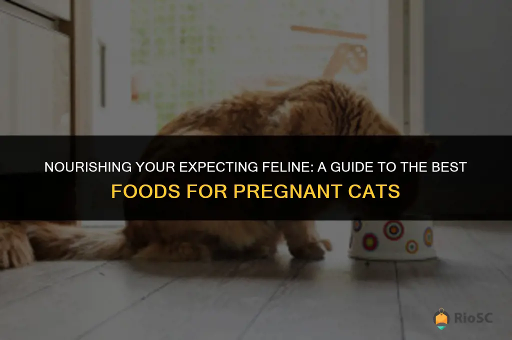 best food for pregnant cat