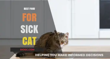 Nourishing Your Ailing Feline: Top Food Choices for a Sick Cat's Recovery