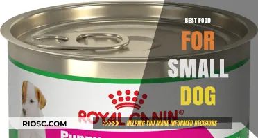 Nutritious and Delicious: Top Food Choices for Your Small Dog's Health and Happiness