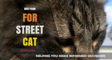 Whiskers' Delight: Top Treats to Feed Your Friendly Street Feline